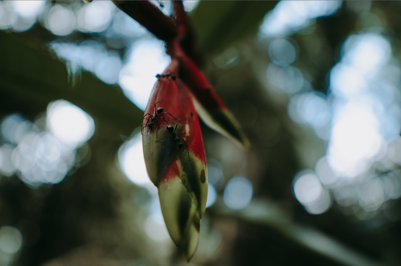 Seringueira Biodiversity